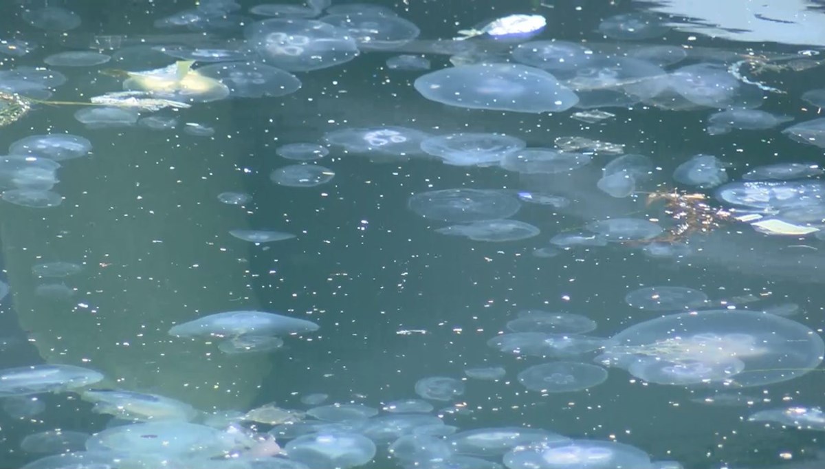 Marmara'da balıkçılığa müsilajın ardından denizanası tehdidi