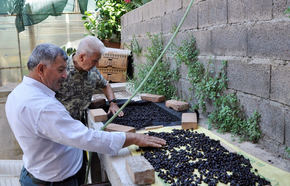 87 yıl sonra kahve üretimine geçiliyor - 2