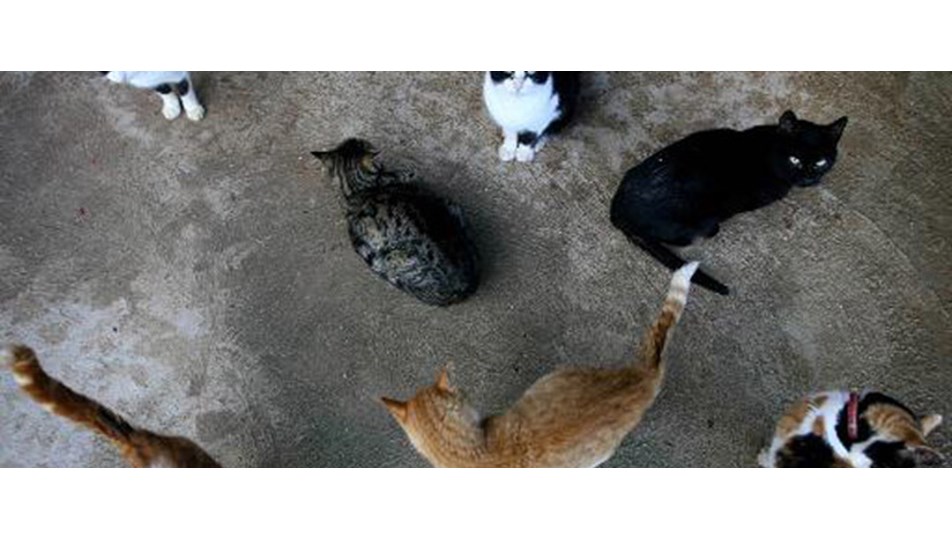 'Ne yaptıysam kedilerim için'