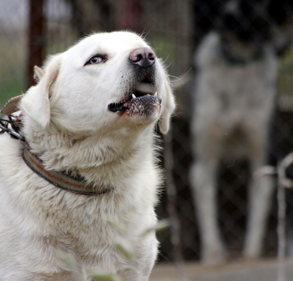 �Akbaş� cinsi köpeğe uluslararası ilgi Magazin Haberleri NTV