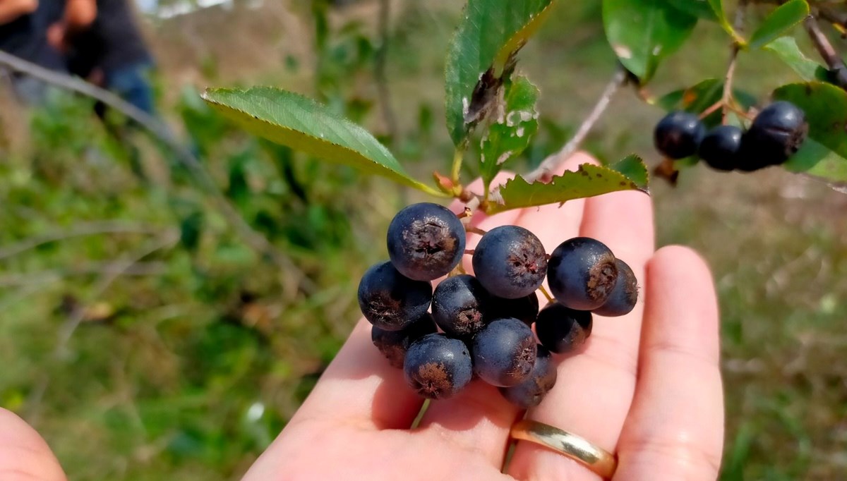 Aronya hasadı başladı! Bir salkımında binbir şifa var Aronya hasadı başladı! Bir salkımında binbir şifa var