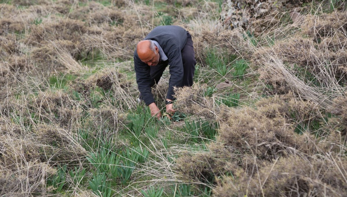 Bağışıklıktan saç dökülmesine kadar etkili 'gulik'in mesaisi başladı