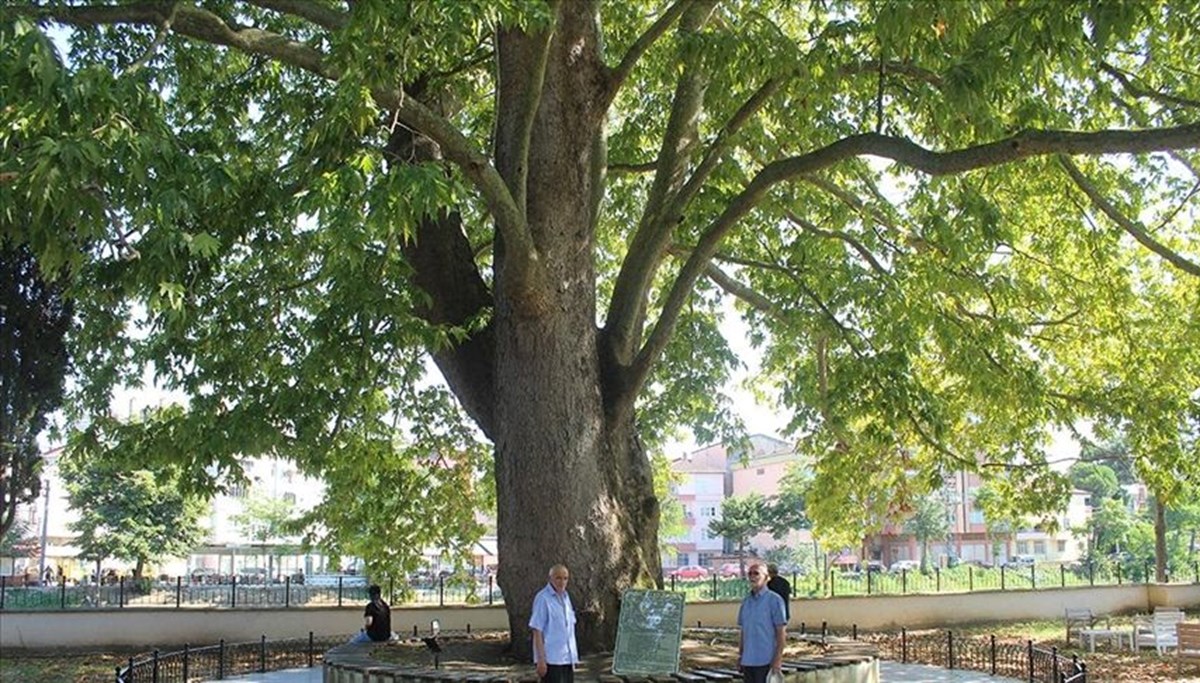 Samsun'da 547 yıllık çınar ağacı serinlemek isteyenlerin uğrak noktası