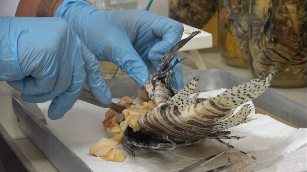 İstilacı, zehirli aslan balığı Akdeniz’i tehdit ediyor - 8