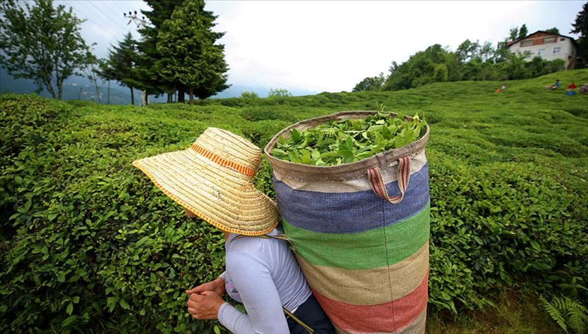 Çaykur çay destekleme ödemeleri ne zaman yatacak?