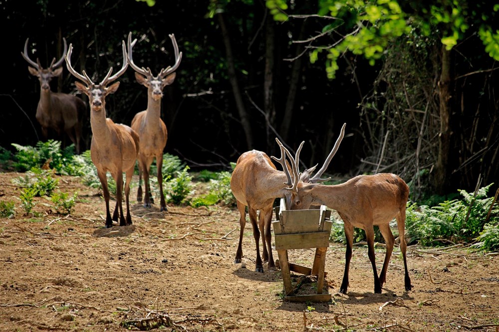 تركيا اليوم اقتراحات لعطلة العيد: تعرف على أماكن للزيارة بالقرب من اسطنبول اقتراحات عطلة العيد: أماكن للزيارة بالقرب من اسطنبول - 34