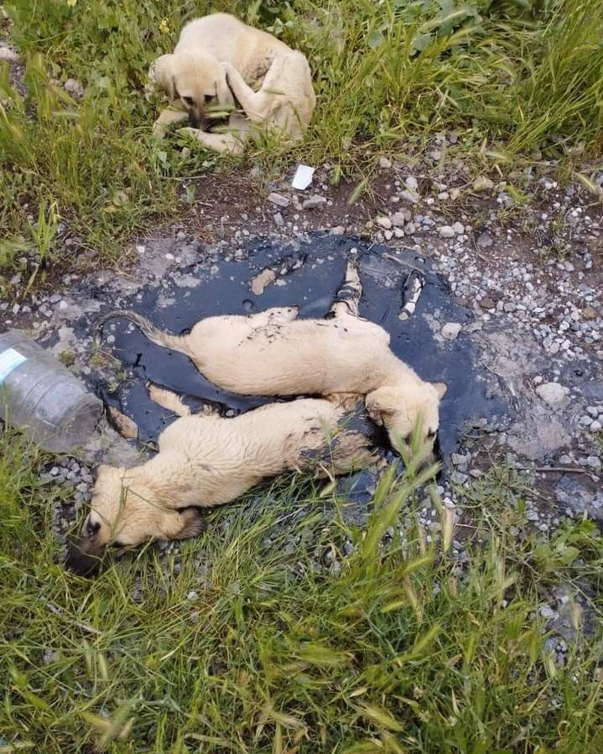 Öte yandan zifte yapışan yavru köpeklerin başında annelerinin beklemesi dikkati çekti. Öte yandan zifte yapışan yavru köpeklerin başında annelerinin beklemesi dikkati çekti.