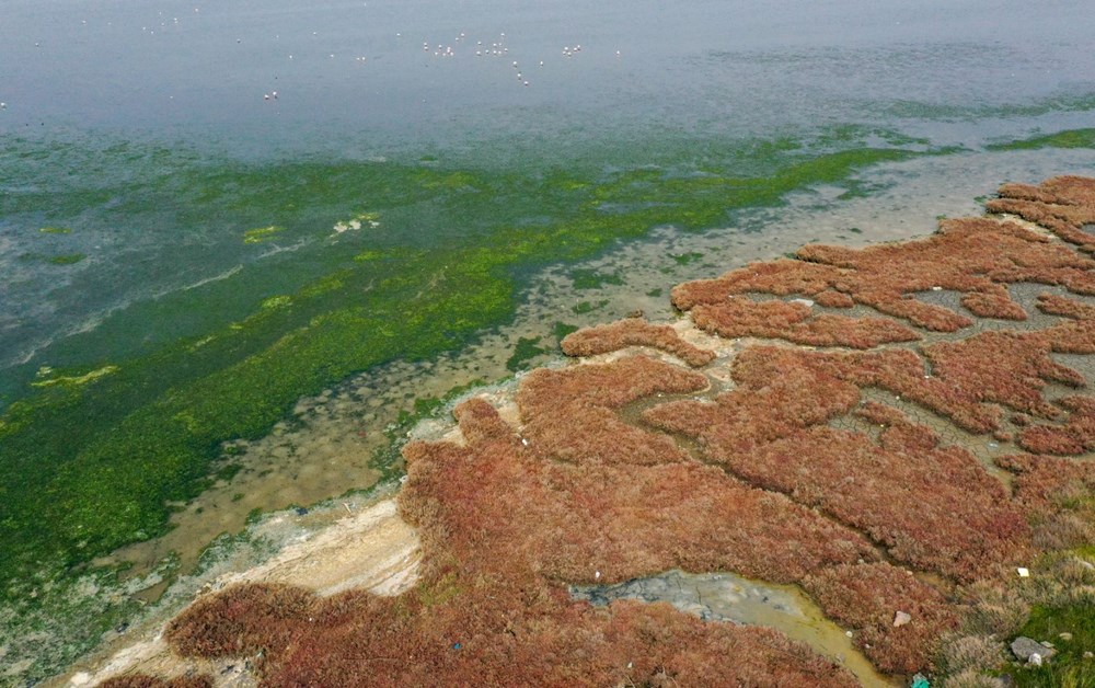 Deniz yosunu, İzmir Körfezi'nde yeniden yayılıyor - 3