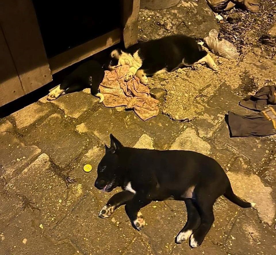 Osmaniye'de sokak köpeklerinin zehirlendiği iddiası - 1