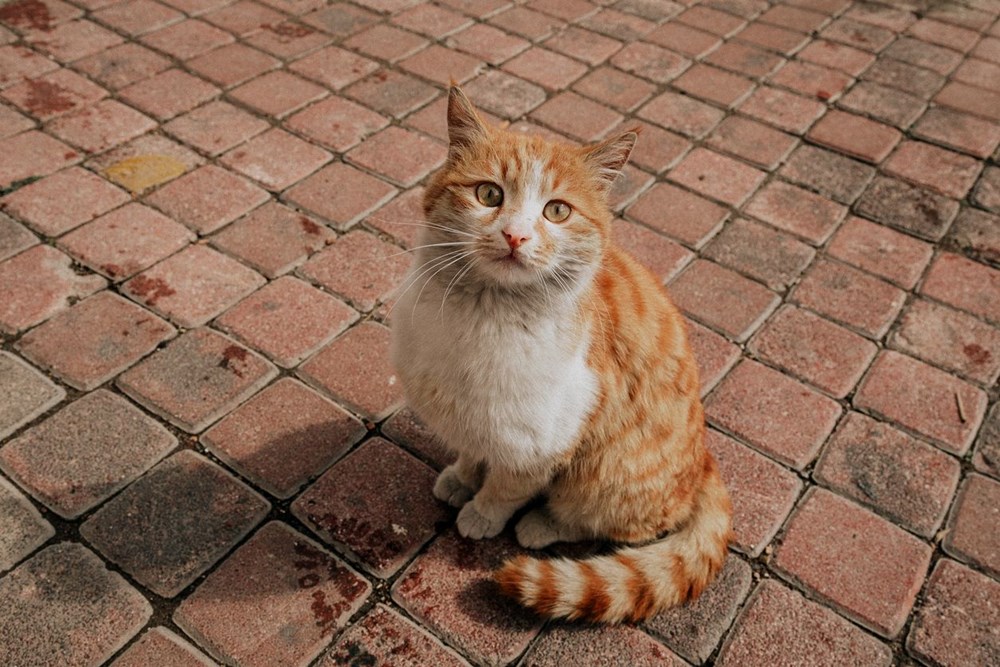 Bilim insanları en güzel ve en çirkin kedi türlerini açıkladı (Türkiye'ye özgü iki kedi türü listede) - 2