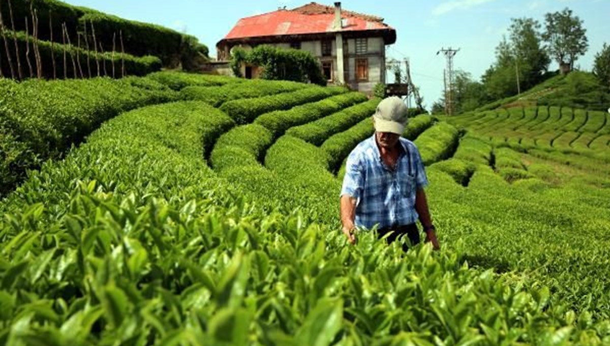 Çay tarımında 83 yıl sonra değişim başlıyor Çay tarımında 83 yıl sonra değişim başlıyor