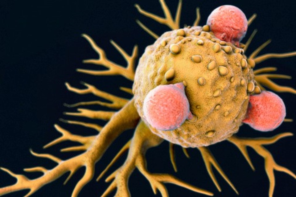 Corona virüs mutasyonlarının kaynağı bağışıklığı baskılanan hastalar olabilir - 1