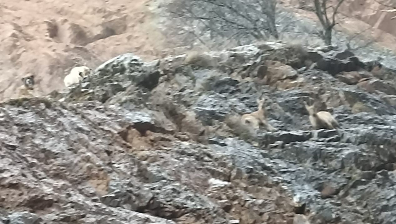 Yaban ke�ileri sokak k�peklerinin hedefi oldu