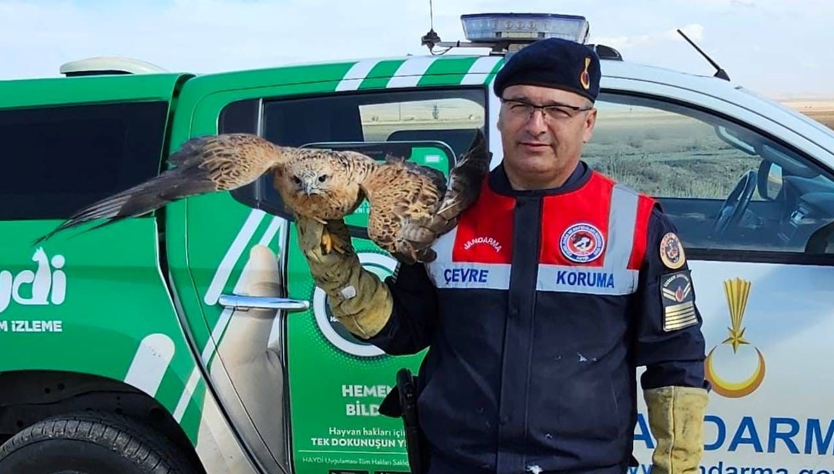 Yaralı kızıl şahin koruma altına alındı Yaralı kızıl şahin koruma altına alındı