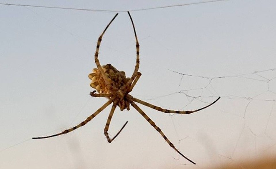 Dünyanın en zehirli örümceği Kırşehir'de görüldü - 1