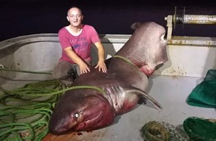 dev dis megalodonlar yok oldu mu megalodon filminin konusu ne oyuncu kadrosunda kimler var magazin haberleri ntv