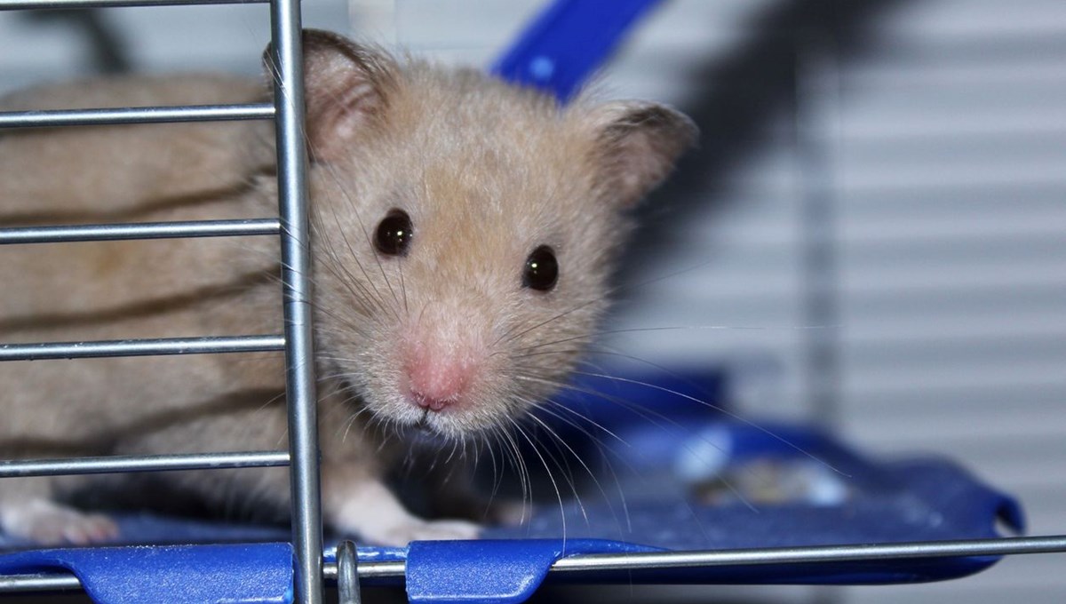 Hong Kong’da hamsterları kurtarma operasyonu: Covid-19 bulaştırabilecekleri gerekçesiyle 2 bini aşkın hayvan öldürülecek
