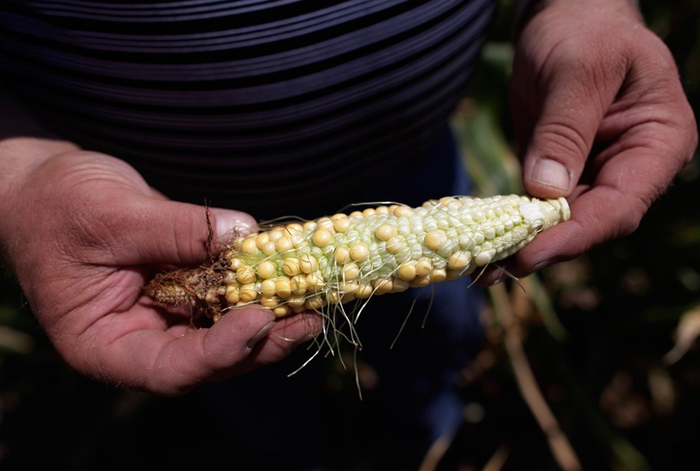 Кукуруза растет. Почему кукуруза белая. Почему кукуруза. Засохшая кукуруза. Кукуруза початки в поле.