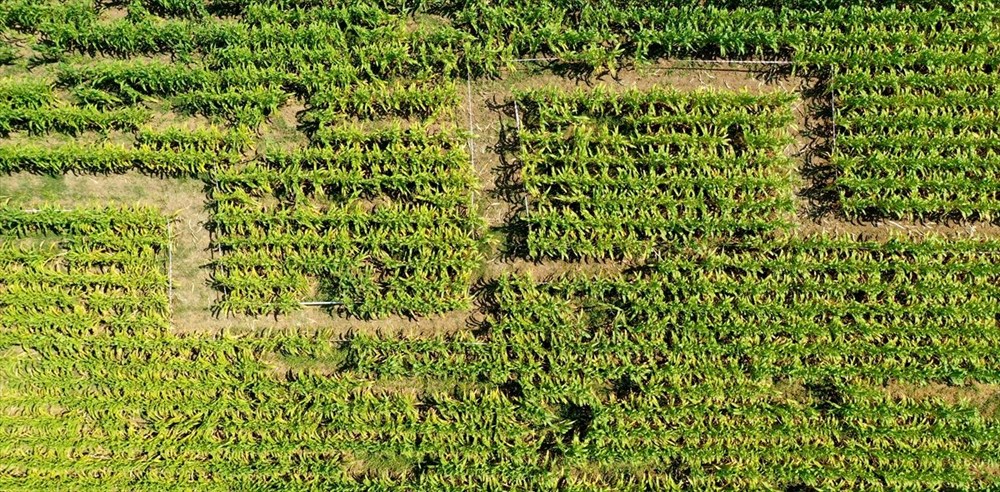 T�rkiye'nin ilk 'm�s�r labirenti'