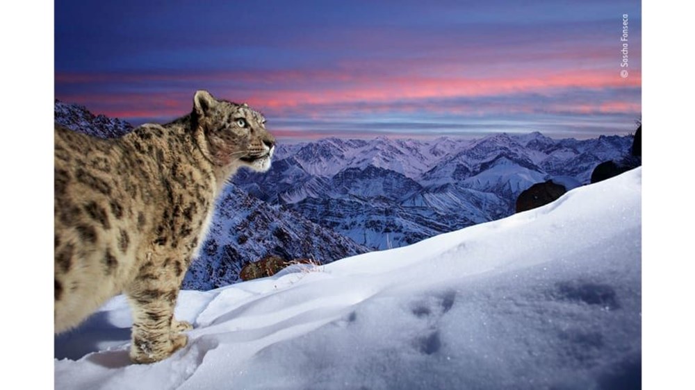 Yılın Vahşi Yaşam Fotoğrafı  finalistleri belli oldu (Wildlife Photographer of the Year) - 3