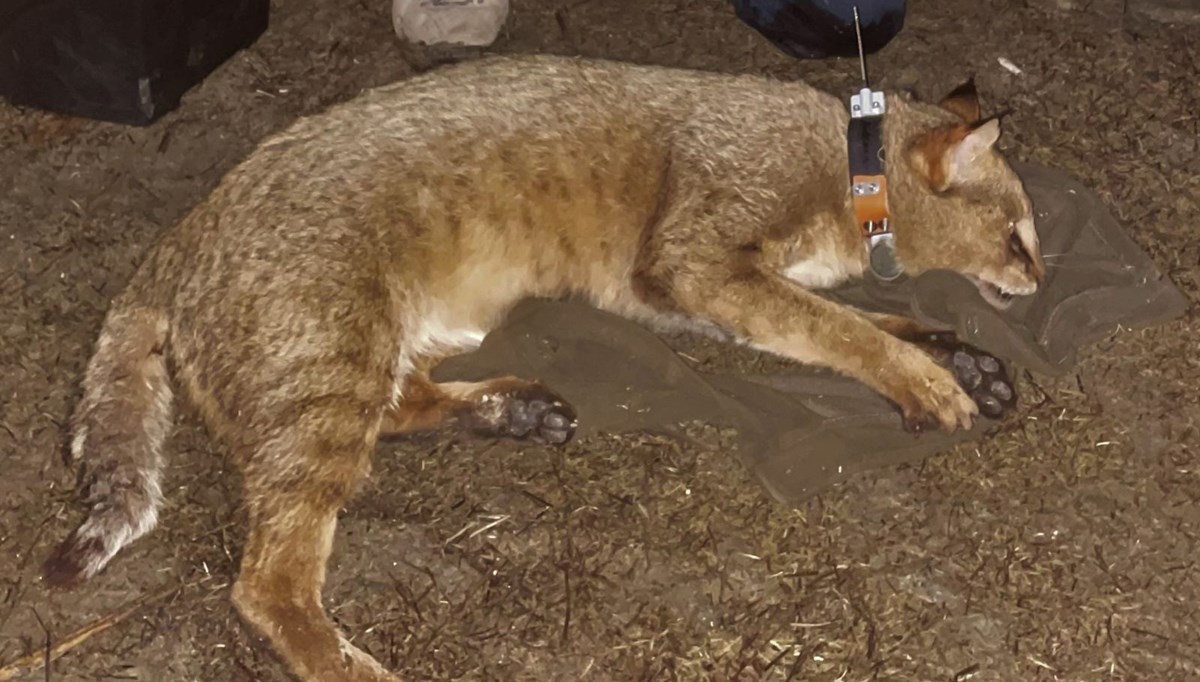 Türkiye'nin uydu vericili ilk saz kedisi 'Latmus'