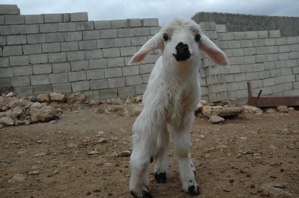 Diyarbakır'da 6 ayaklı doğan kuzu görenleri şaşırtıyor - 6