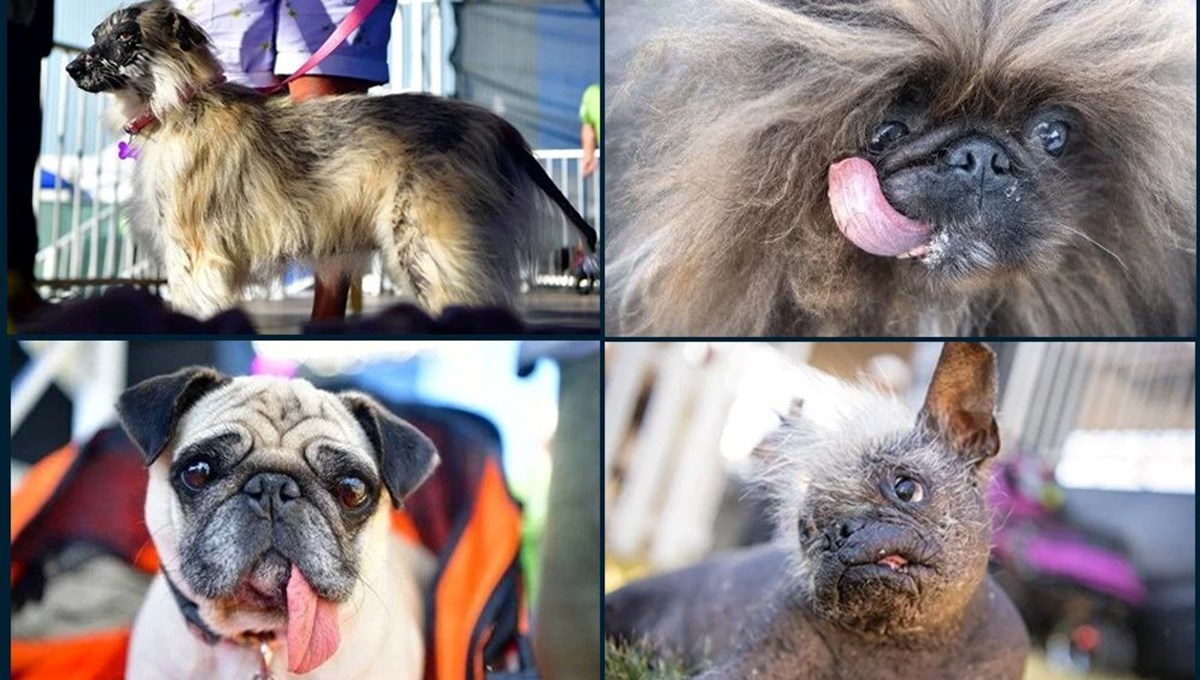 ABD'de dünyanın 'en çirkin' köpeği seçildi
