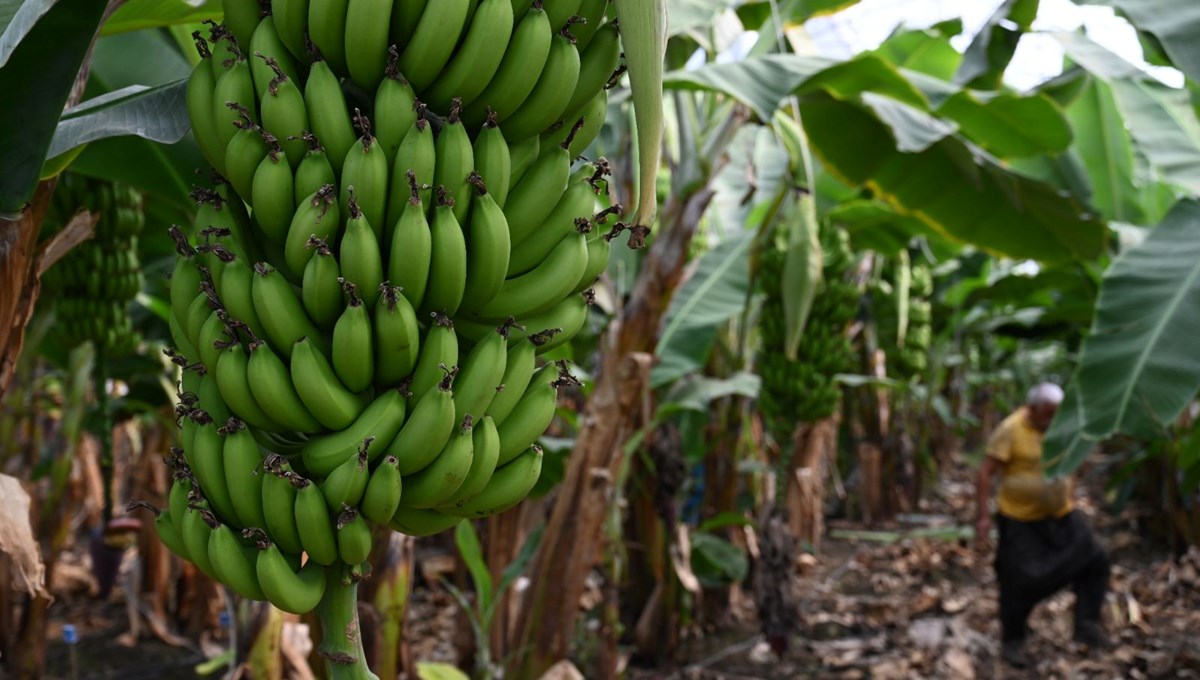 Mimardı, çiftçi oldu: 72 ton ürün alıyor, gözünü yurt dışına dikti