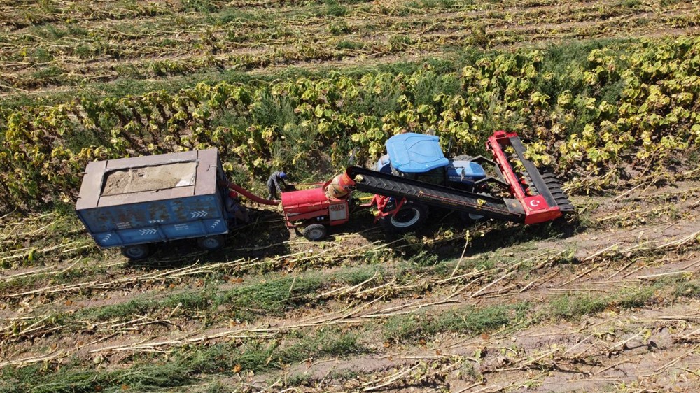 1,5 g�nde hasad� yap�l�yor: Binbir emekle yeti�tiriliyor