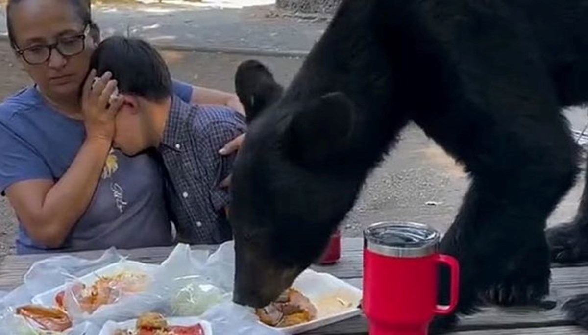 Piknik yapan ailenin masasına ayı atladı: Aile dona kaldı