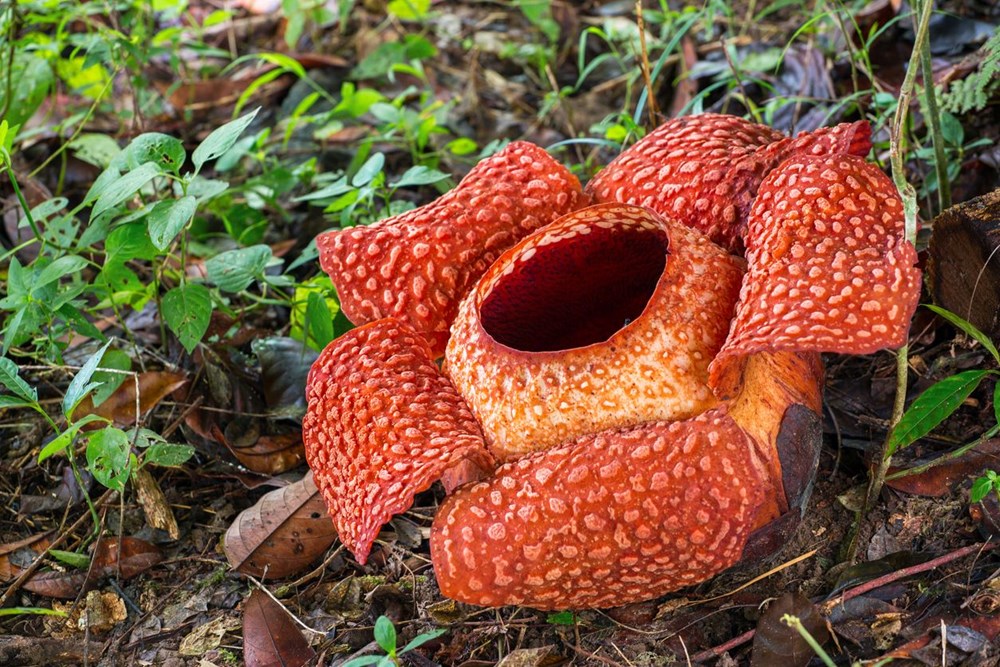 Dünyanın en büyüğü: Endonezya’da ceset çiçeği olarak da
bilinen 'Rafflesia arnoldii' açtı - 21