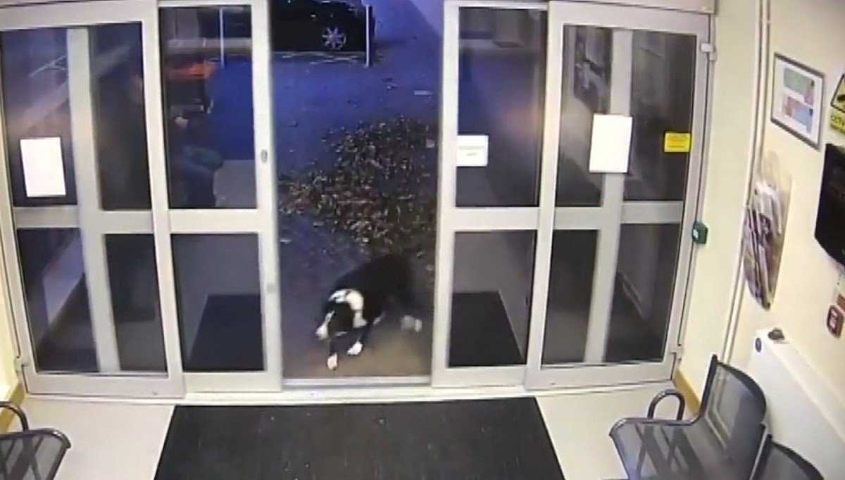 Sahibini kaybeden köpek, polise başvurdu Sahibini kaybeden köpek, polise başvurdu