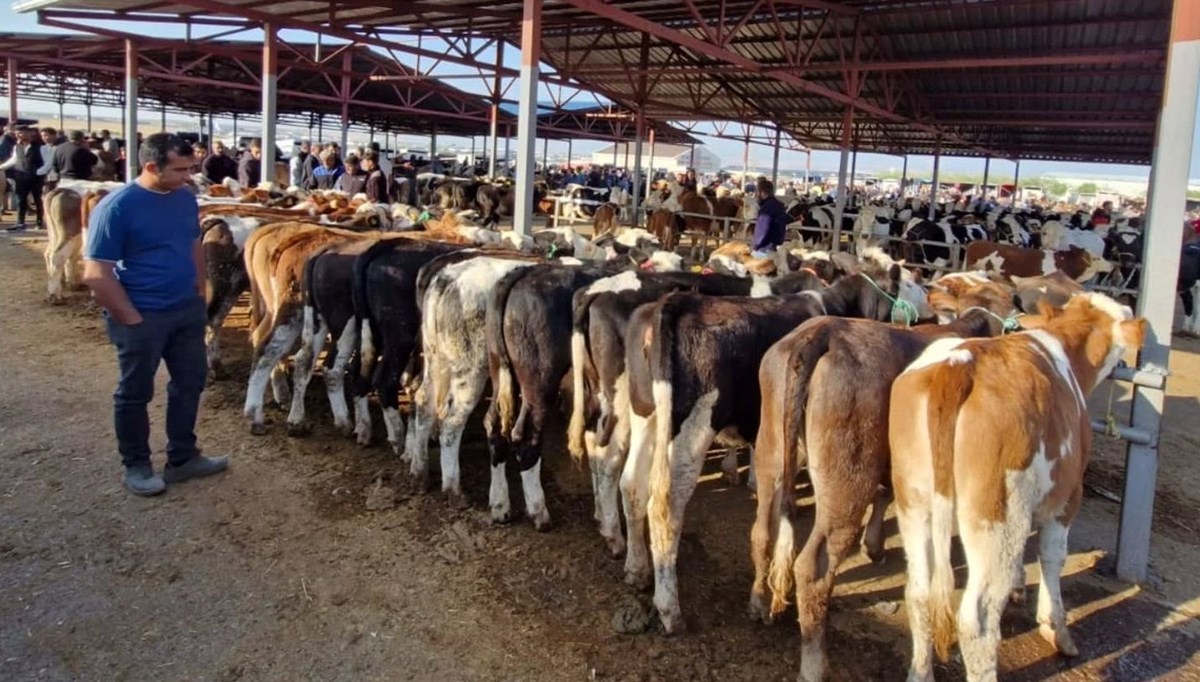 Kırşehir'de şap karantinası