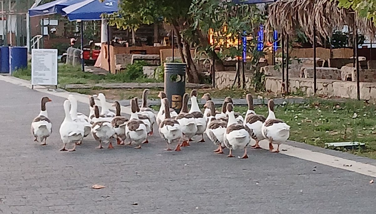 Kazların 8’inin öldüğü iddia edildi