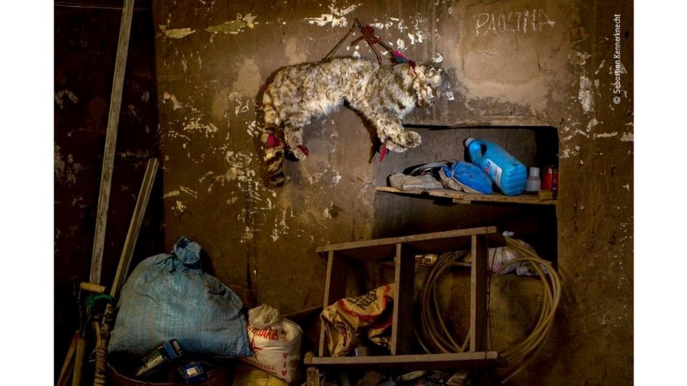 Yılın Vahşi Yaşam Fotoğrafı finalistleri belli oldu (Wildlife Photographer of the Year) - 15