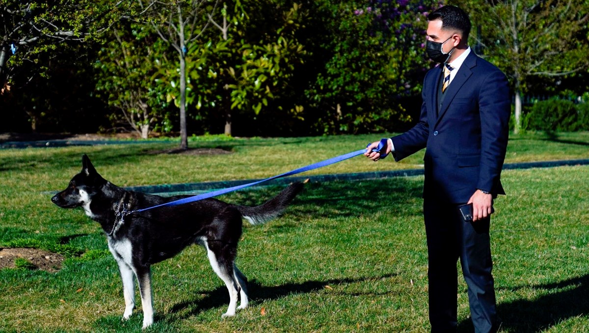 Beyaz Saray çalışanlarını ısıran Major Biden özel eğitim alacak