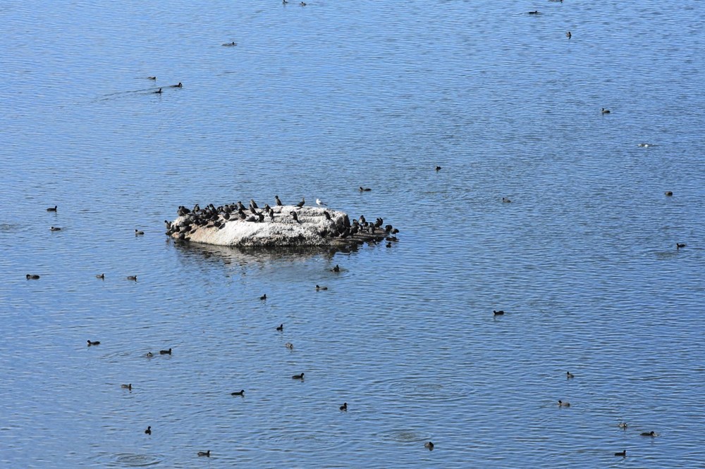 Bafa Gölü 261 kuş türüne ev sahipliği yapıyor - 5