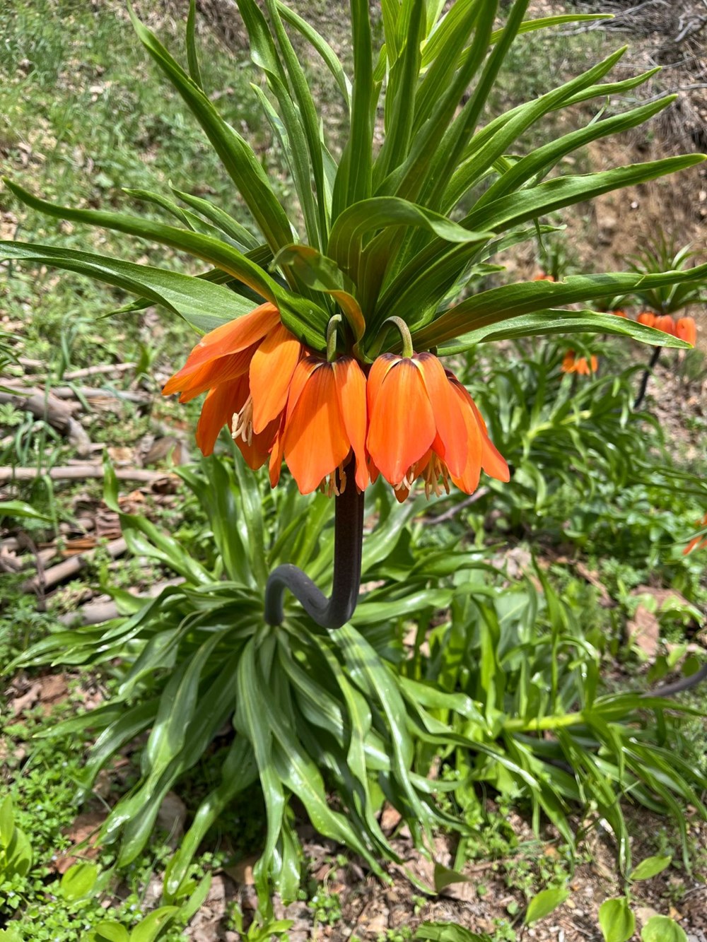 ihRJZKFFMkSPw43jzhxB Q