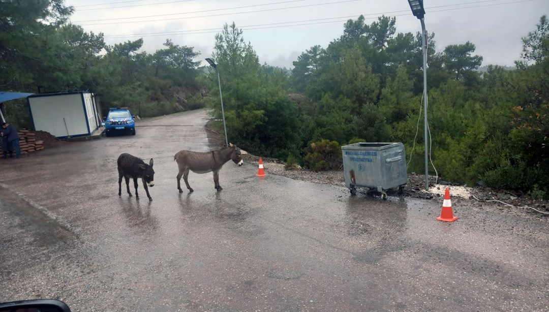 Dikkat karşısına eşek çıkabilir: Marmaris-Datça yolu tehlike saçıyor