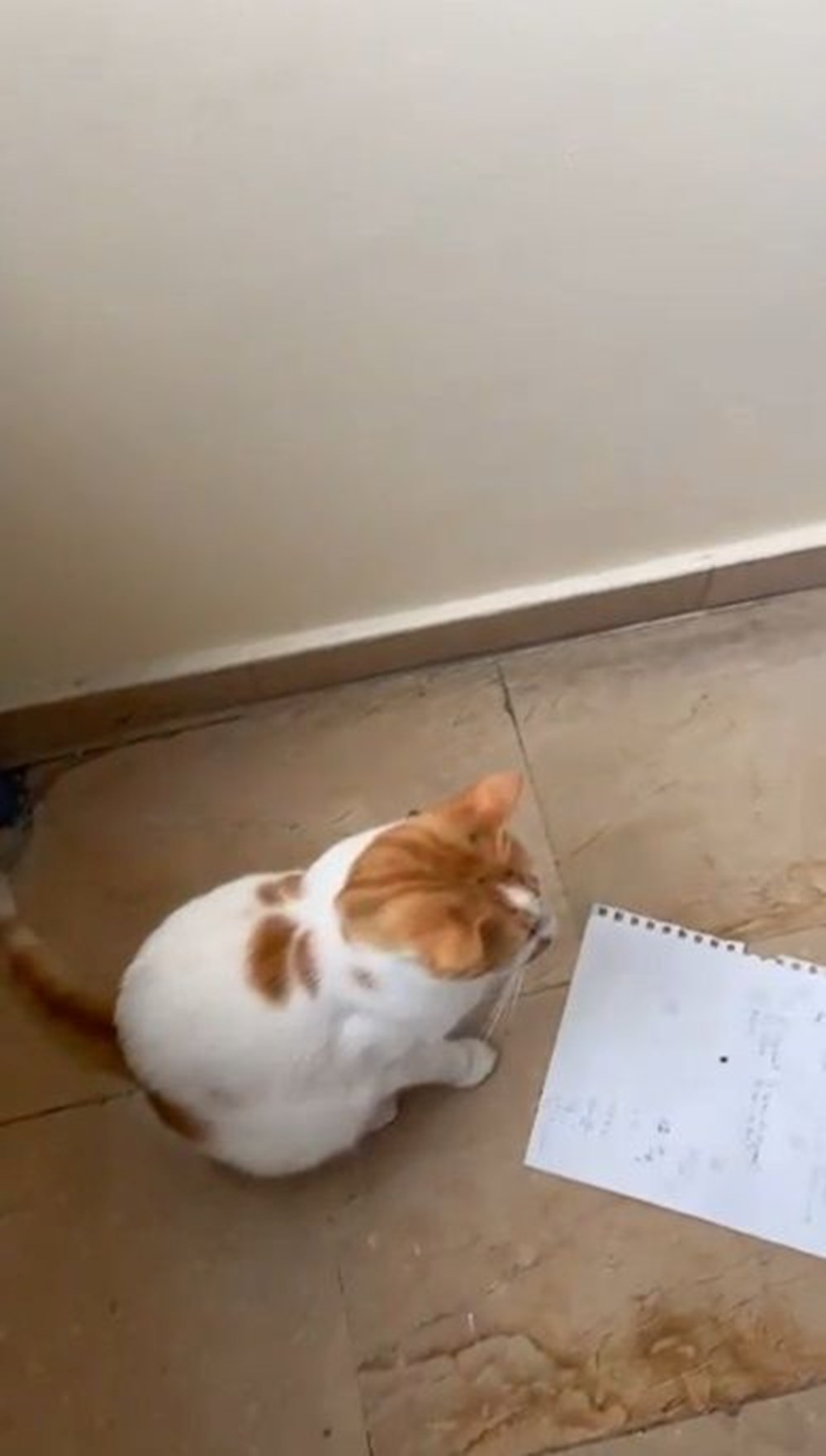 Kedi Eros'tan sonra "Faruk" mu? "Sınav gözetmeni 5. kattan itti" iddiası - 7