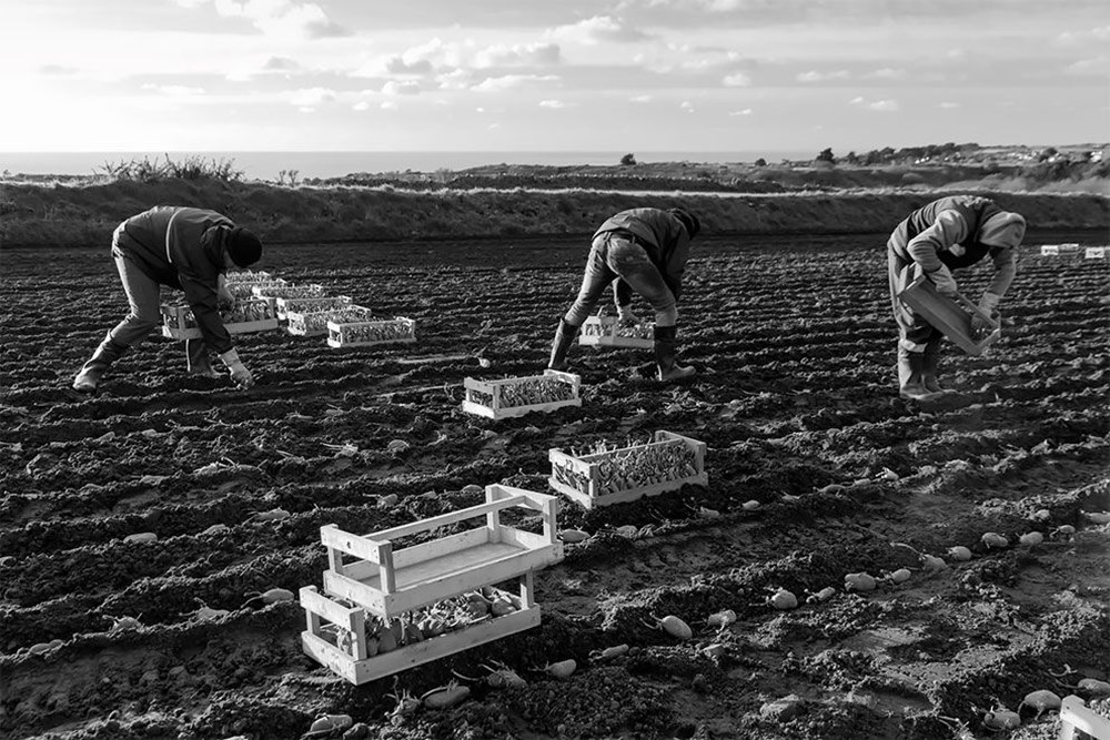 Patates Fotoğrafları Yarışması'nın kazananları belli oldu - 6