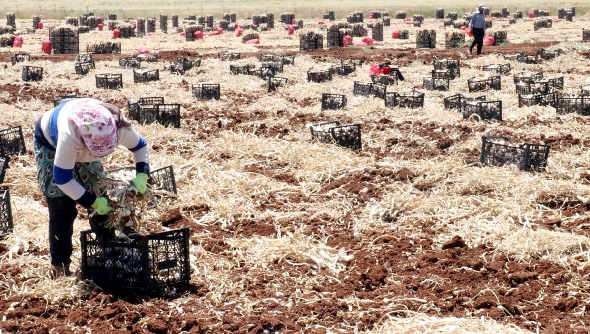 Gaziantep'te sarımsak hasadı başladı: Tarlada 50, markette 100 lira