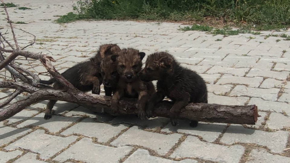 Bitkin halde bulunan kurt yavruları koruma altına alındı - 1