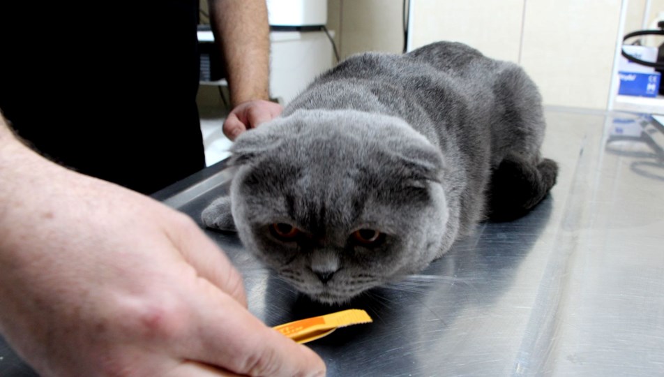 6 milyonda bir görülüyor: Çift cinsiyetli kedi görenleri şaşırttı