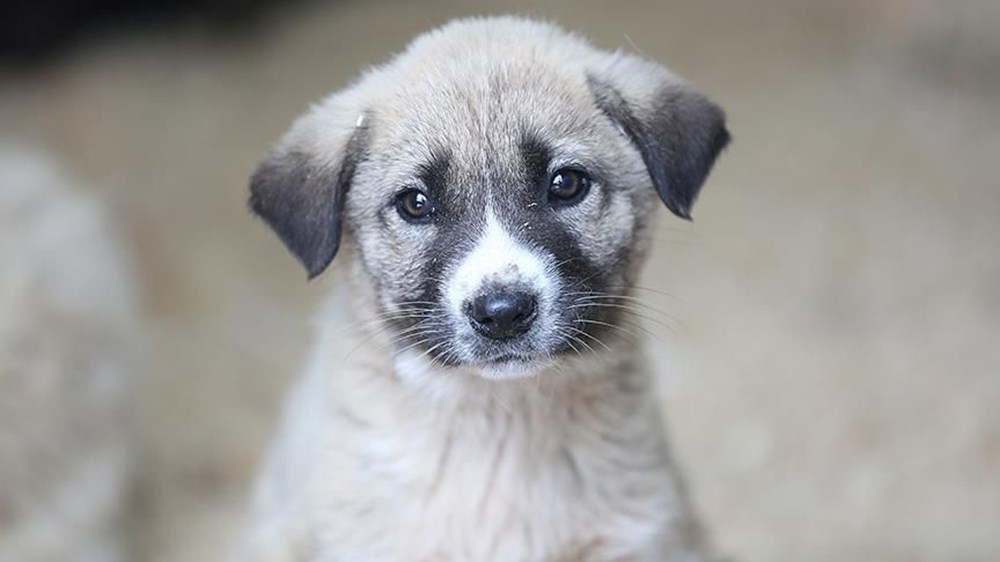 Sahipsiz köpek düzenlemesi: Teklif Genel Kurul'dan geçerek yasalaştı - 14