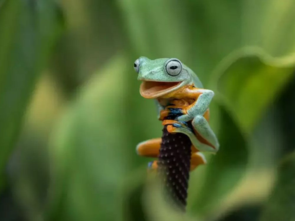 2021 Komik Vah�i Ya�am Foto�raflar� yar��mas�