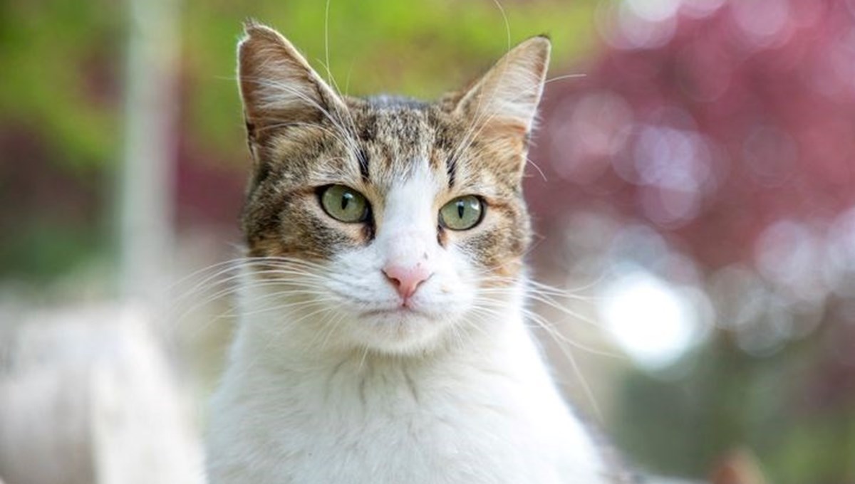 Kediler de tıpkı insan gibi Alzheimer oluyor