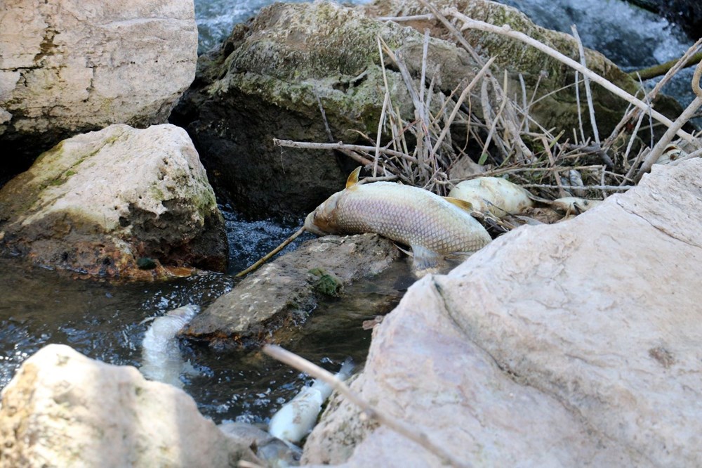 Türkiye’nin en uzun nehri Kızılırmak'ta toplu balık ölümleri - 6