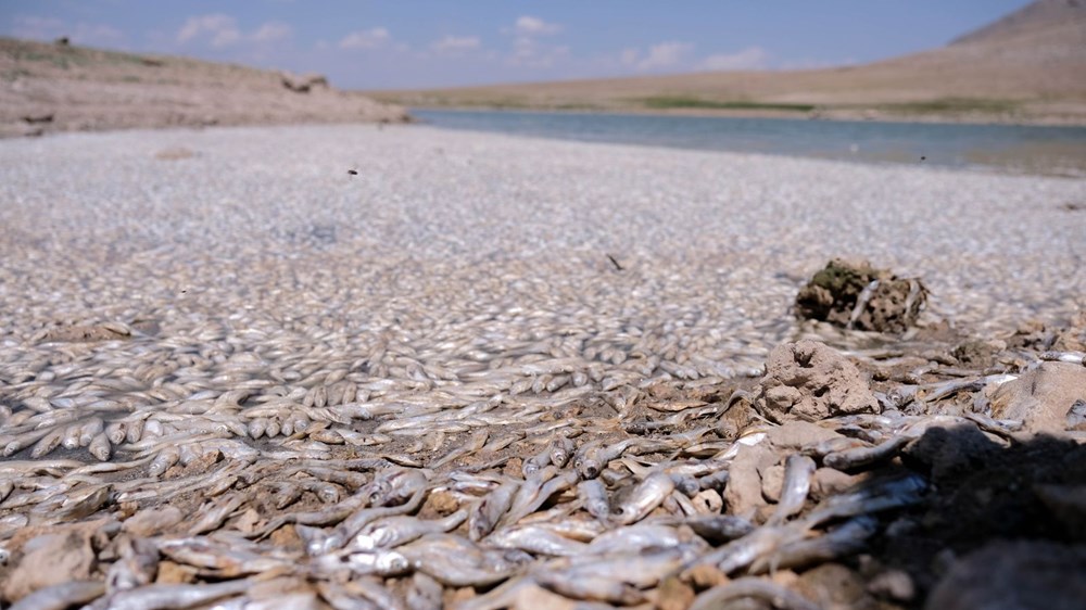 May Barajı'nda korkutan görüntü: Sular çekildi, binlerce balık telef oldu - 3