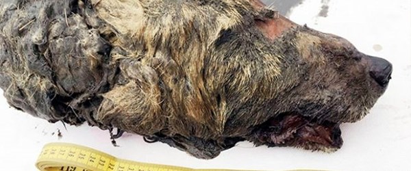 40 bin yıllık kurt başı bulundu